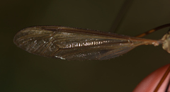 Tipula paludosa