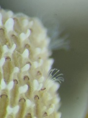 Jellyella tuberculata