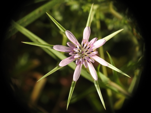 Image of Geropogon hybridus by (c) Yves Bas, some rights reserved (CC BY)
