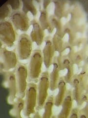 Jellyella tuberculata