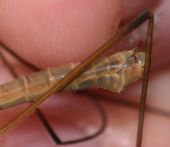 Tipula paludosa