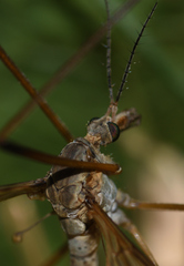 Tipula paludosa