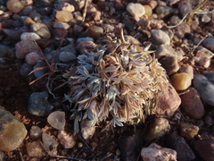Astragalus gilviflorus