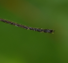 Tipula paludosa