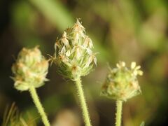 Plantago afra