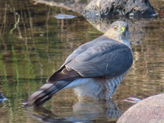Accipiter striatus