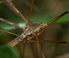 Tipula paludosa