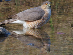 Accipiter striatus