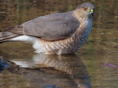 Accipiter striatus
