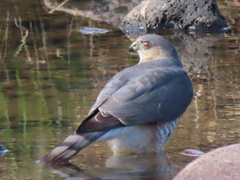 Accipiter striatus