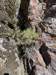 Ericameria obovata