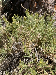 Ericameria obovata