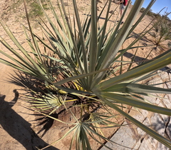 Hyphaene thebaica