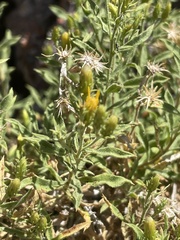 Ericameria obovata