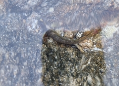 Salaria pavo