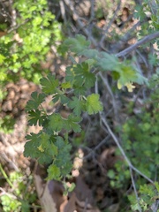 Ribes quercetorum