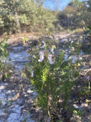 Conradina grandiflora