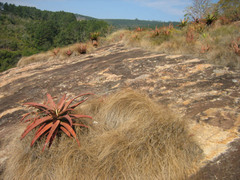 Aloe marlothii