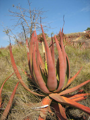 Aloe marlothii