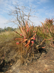 Aloe marlothii