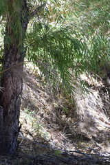 Carex macrotrichoides