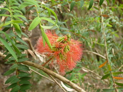 Melaleuca hypericifolia