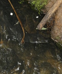 Anguilla dieffenbachii