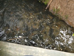 Anguilla dieffenbachii