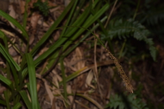 Carex phleoides