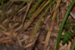 Carex phleoides