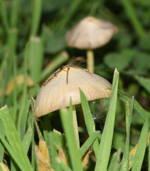 Agaricomycetidae