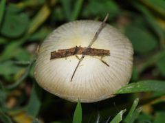 Agaricomycetidae