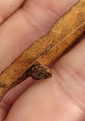 Amphibolips quercusracemaria