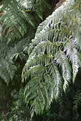 Lophosoria quadripinnata