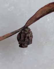 Amphibolips quercusracemaria