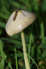 Agaricomycetidae