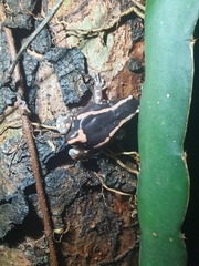 Phrynomantis bifasciatus