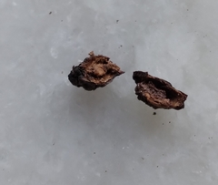 Amphibolips quercusracemaria