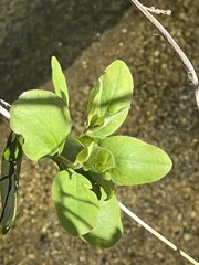 Lonicera interrupta