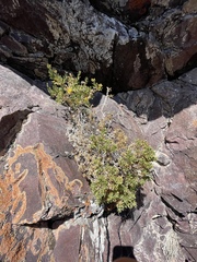 Ericameria obovata