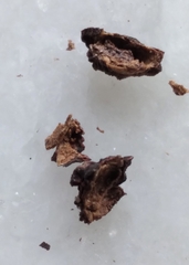 Amphibolips quercusracemaria