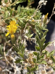 Ericameria obovata