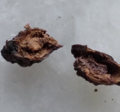 Amphibolips quercusracemaria