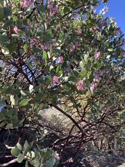 Arctostaphylos bakeri