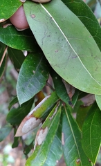 Amphibolips quercusracemaria