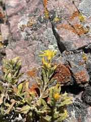 Ericameria obovata