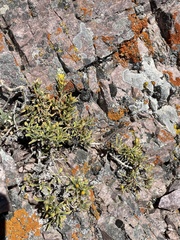 Ericameria obovata