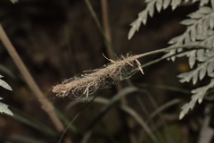 Carex phleoides