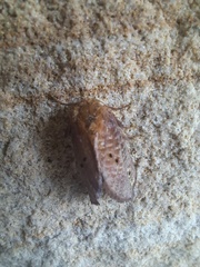 Doratifera quadriguttata