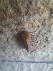 Doratifera quadriguttata